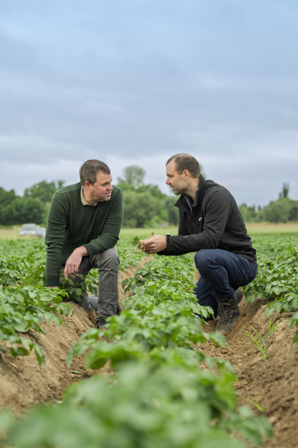 Down-To-Earth-POTATOES.3-600×900