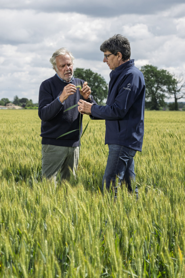 Down-To-Earth-WHEAT.9-600×900